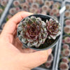 [PACK of 10 PLANTS] x Sempervivum Tristesse (w/1pup)