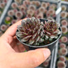 [PACK of 10 PLANTS] x Sempervivum Tristesse (w/1pup)