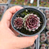[PACK of 10 PLANTS] x Sempervivum Tristesse (w/1pup)