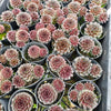 [PACK of 10 PLANTS] x Sempervivum Tristesse (w/1pup)