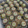 Sempervivum calcareum