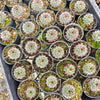 [PACK of 10 PLANTS] x Sempervivum calcareum