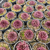 Sempervivum 'Reward'