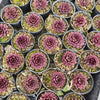 Sempervivum 'Reward'