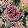 Sempervivum 'Reward'