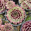 Sempervivum 'Reward'