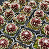 [PACK of 10 PLANTS] x  Sempervivum 'Tiny Tots'