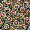 [PACK of 10 PLANTS] x  Sempervivum 'Tiny Tots'