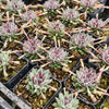 Sempervivum 'Pink Puff'