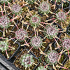 Sempervivum 'Pink Puff'