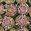 Sempervivum 'Pink Puff'