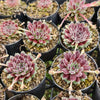 [PACK of 10 PLANTS] x Sempervivum 'Pink Puff'