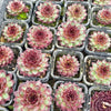 [PACK of 10 PLANTS] x Sempervivum 'Bronco' (NO PUP)