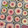 [PACK of 10 PLANTS] x Sempervivum 'Bronco' (NO PUP)