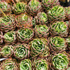 Echeveria 'Hyalina Surprise' (Korean Form)