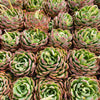 Echeveria 'Hyalina Surprise' (Korean Form)