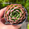 Echeveria 'Hyalina Surprise' (Korean Form)