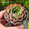 Echeveria 'Hyalina Surprise' (Korean Form)