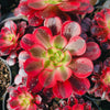 Aeonium 'Medusa'