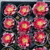 Aeonium 'Medusa'