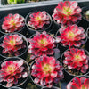 Aeonium 'Medusa'