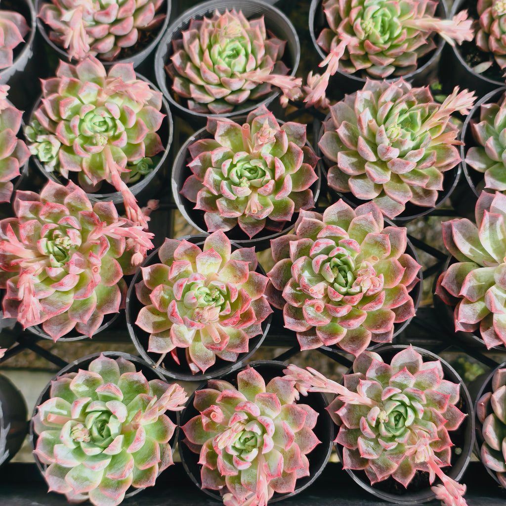 Echeveria 'Ruby Rose'
