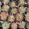[PACK of 10 PLANTS] x Echeveria 'Ruby Rose'