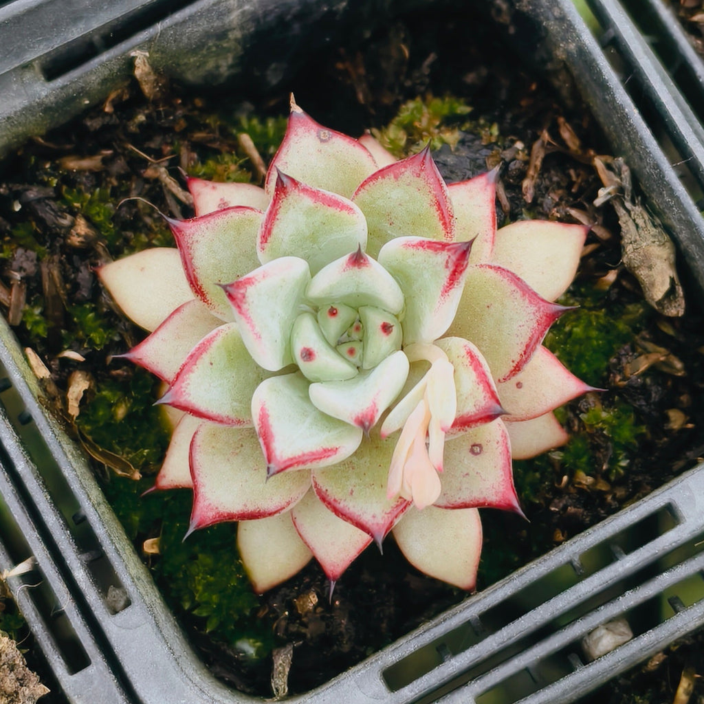 [PACK of 10 PLANTS] x Echeveria Zaragoza 'Rosa'