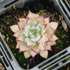 [PACK of 10 PLANTS] x Echeveria Zaragoza 'Rosa'