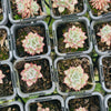 [PACK of 10 PLANTS] x Echeveria Zaragoza 'Rosa'