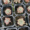 [PACK of 10 PLANTS] x Echeveria Zaragoza 'Rosa'