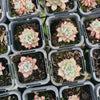 [PACK of 10 PLANTS] x Echeveria Zaragoza 'Rosa'