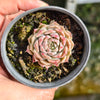 Echeveria 'Hyalina'