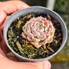 Echeveria 'Hyalina'