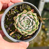 Echeveria 'Hyalina'