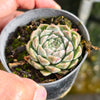 Echeveria 'Hyalina'