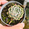Echeveria 'Hyalina'