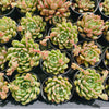 Echeveria Gemstone