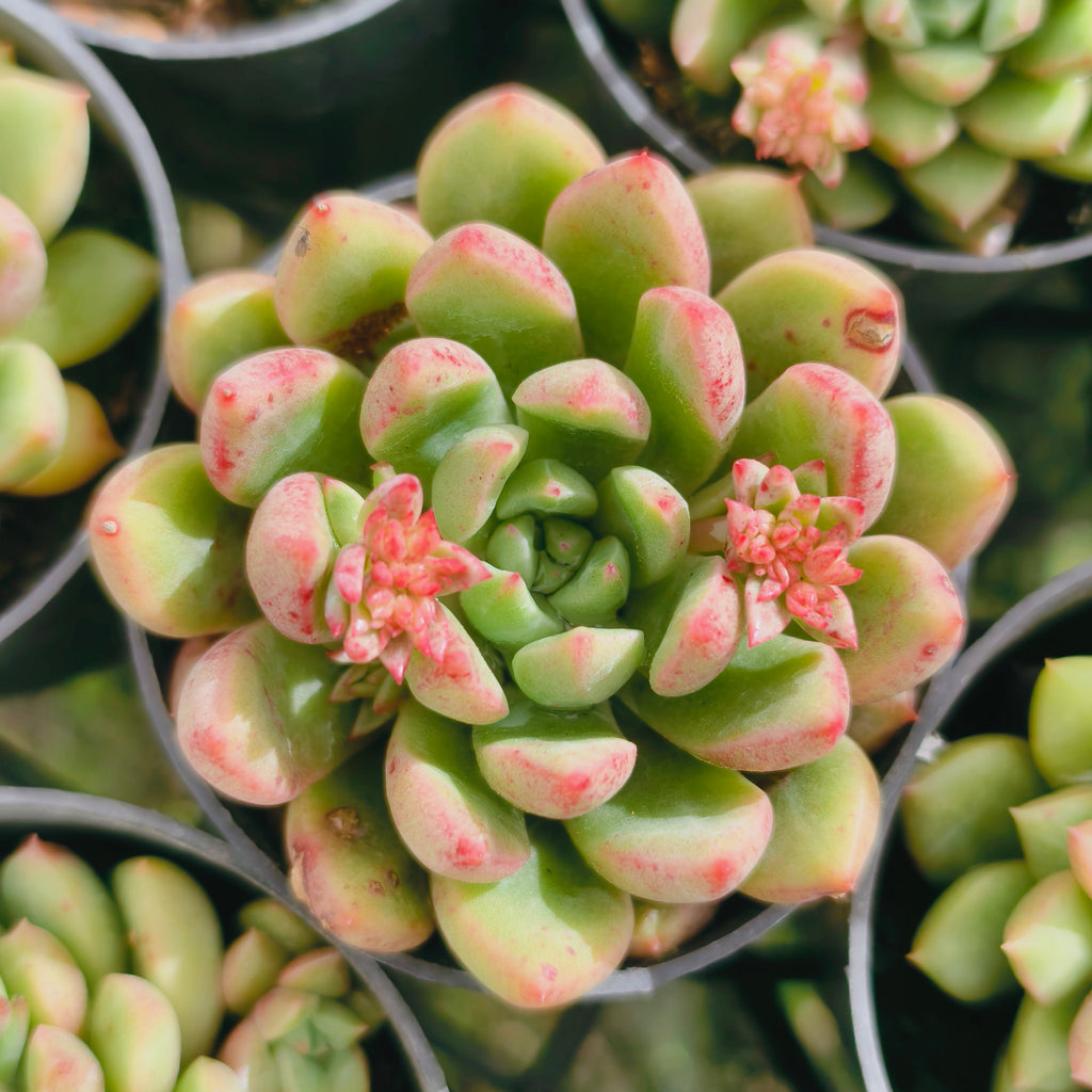 Echeveria Gemstone