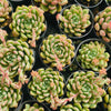 Echeveria Gemstone