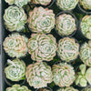 Echeveria 'Cream Elegans'