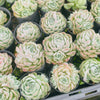 Echeveria 'Cream Elegans'