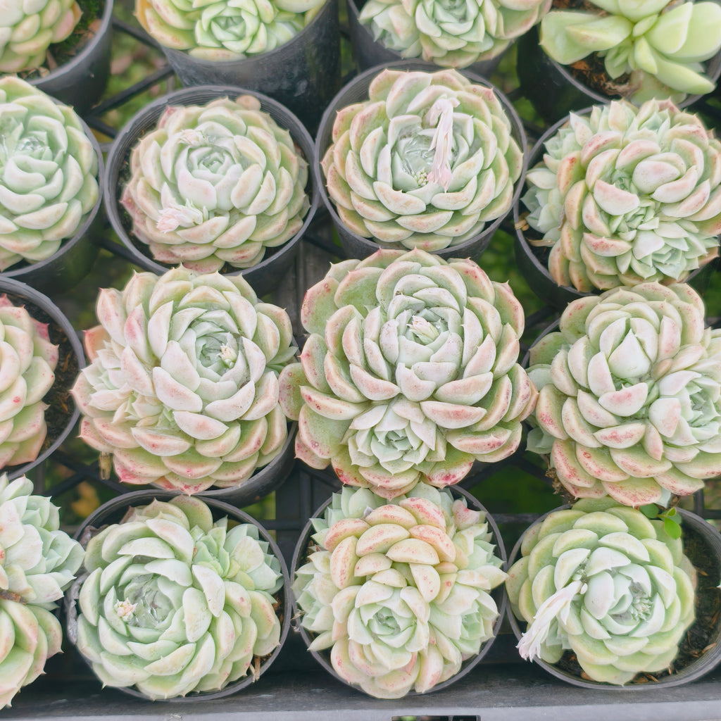Echeveria 'Cream Elegans'