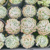 Echeveria 'Cream Elegans'