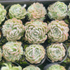 Echeveria 'Cream Elegans'