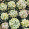 Echeveria 'Cream Elegans'