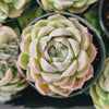 Echeveria 'Cream Elegans'