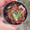 [PACK of 10 PLANTS] x Echeveria Cold Fog