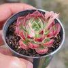 [PACK of 10 PLANTS] x Echeveria Cold Fog