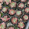 [PACK of 10 PLANTS] x Echeveria Cold Fog